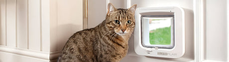 A brown tabby cat sits next to a white cat flap on a white door.