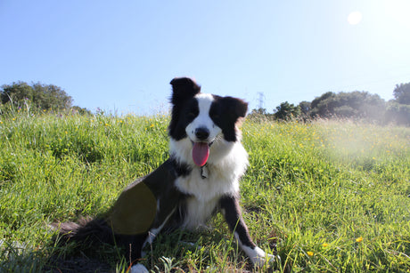 do with microchip and automatic pet door collar key sitting in a field
