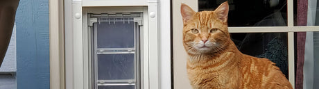An orange tabby cat is near a pet door.