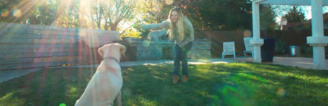 A dog is outside in a grassy yard with a woman.