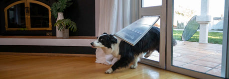 A black and white dog goes through a doggie door.
