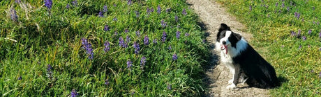 A black and white Border Collie dog sits on a dirt path next to a field of purple flowers.