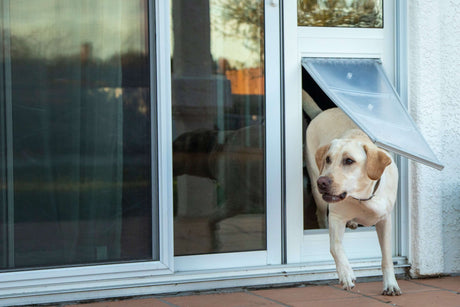yellow lab running through sliding glass pet door
