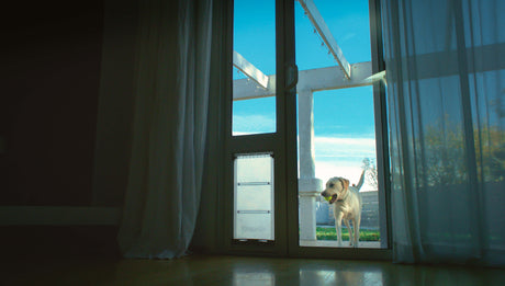 dog using panel