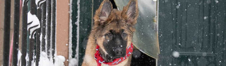 A brown and black German Shepherd puppy with a red bandana looks out during a snow flurry.