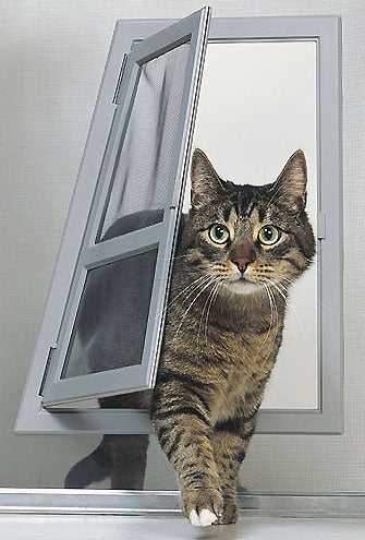 A tabby cat steps through a gray pet door.