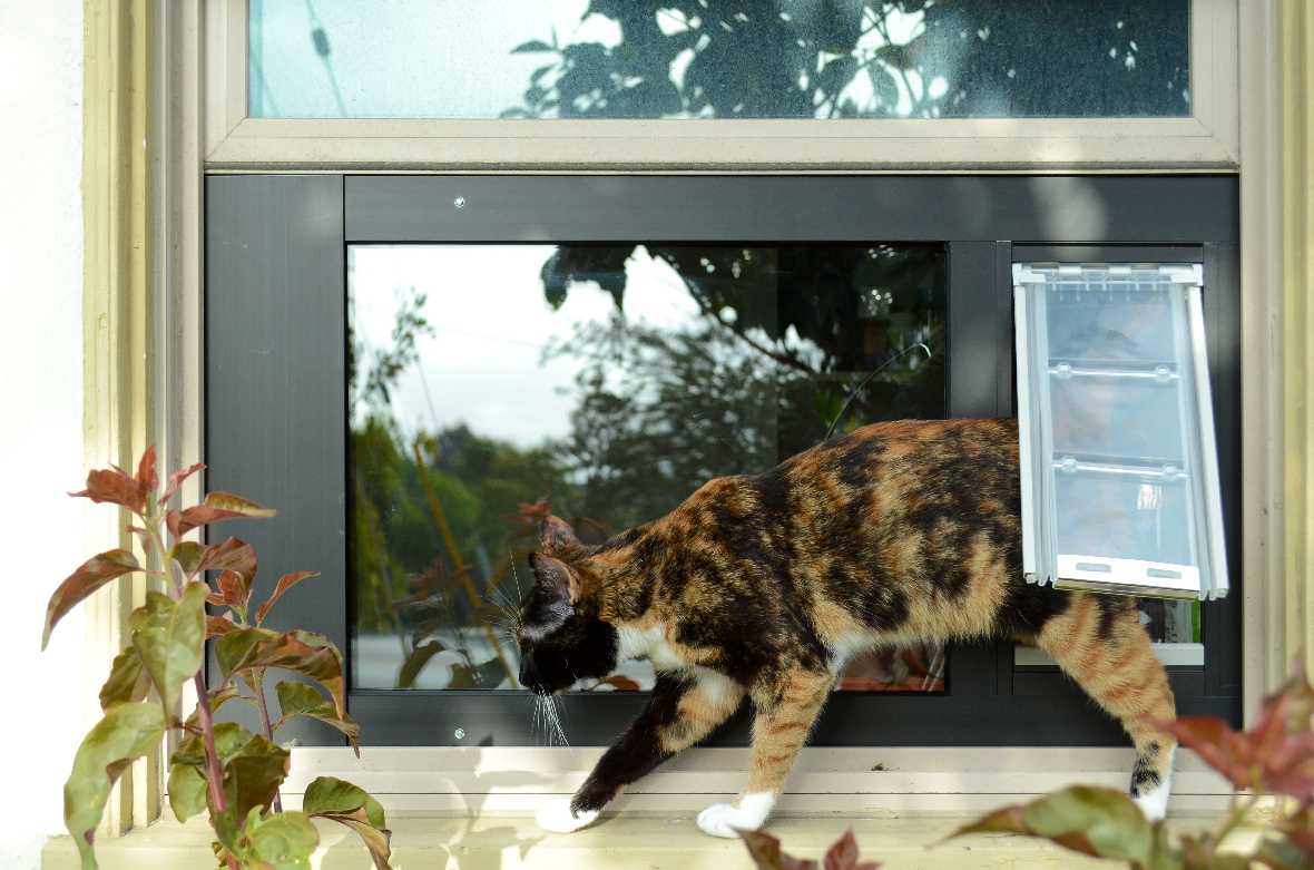 A calico cat exits through a pet door installed in a window.