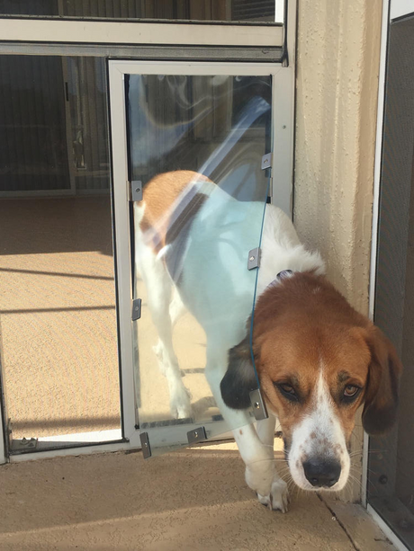 A brown and white dog is partially inside a clear dog door in a sliding glass door.