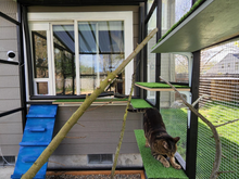 A cat stretches on a ledge inside an outdoor cat enclosure with climbing structures and artificial turf.