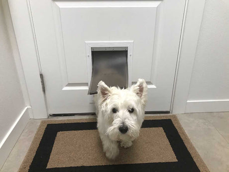 A West Highland White Terrier stands in front of a pet door on a white door, on a brown and black mat.