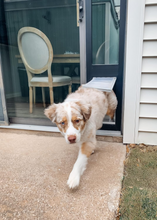 Petdoors
