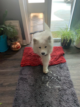 Endura Flap Vinyl Sliding Glass Dog Door