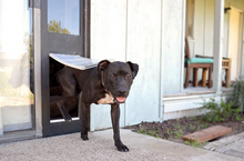 Petdoors
