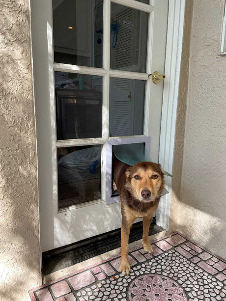 A dog is coming through a dog door in a paneled glass door.