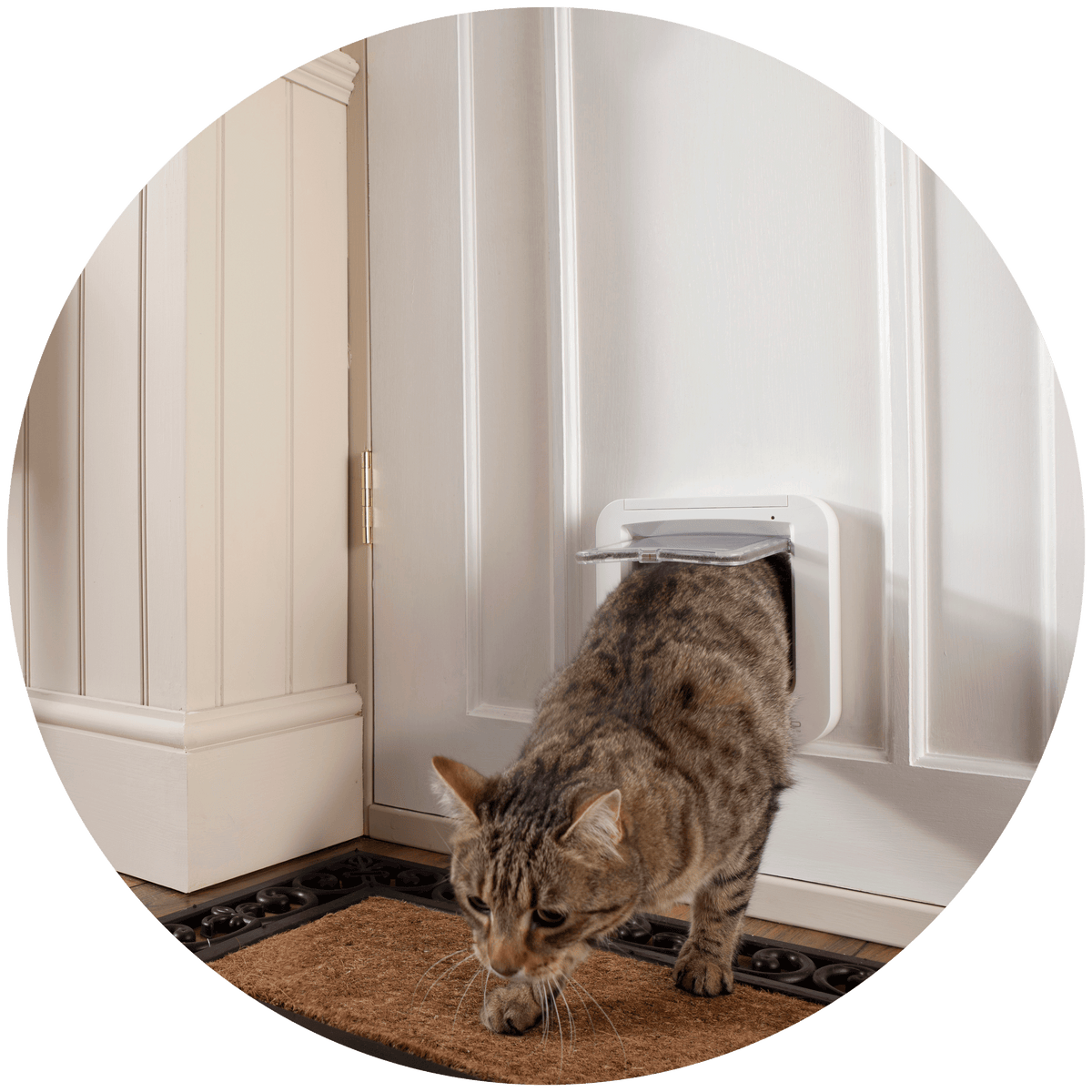 Cat door replacement best sale