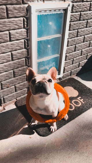 A light-colored French bulldog with an orange ring toy around its neck sits on a doormat in front of a brick wall with a pet door.