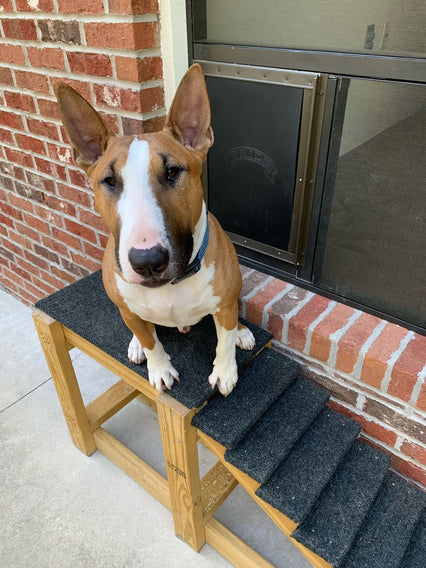 A brown and white Bull Terrier sits on a wooden ramp in front of a brick wall with a dog door.