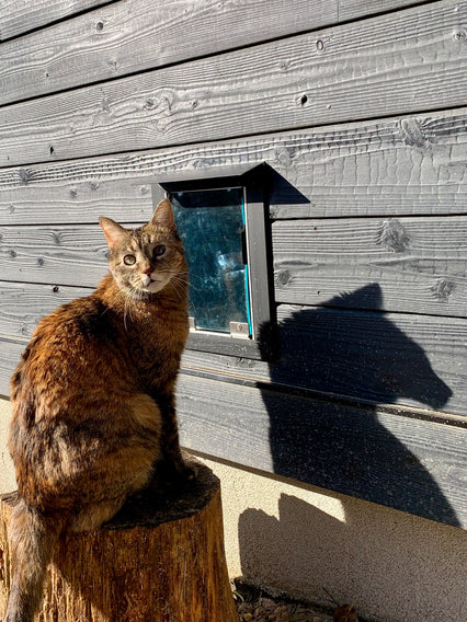 A cat sits on a tree stump in front of a dark gray wood wall with a pet door.