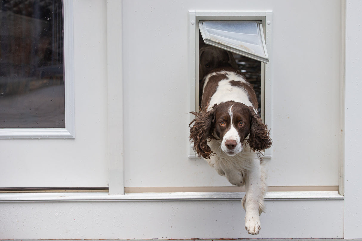 A brown and white springer spaniel dog is exiting a white pet door.