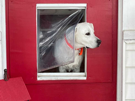 A white dog with an orange collar peers out of a red doghouse.