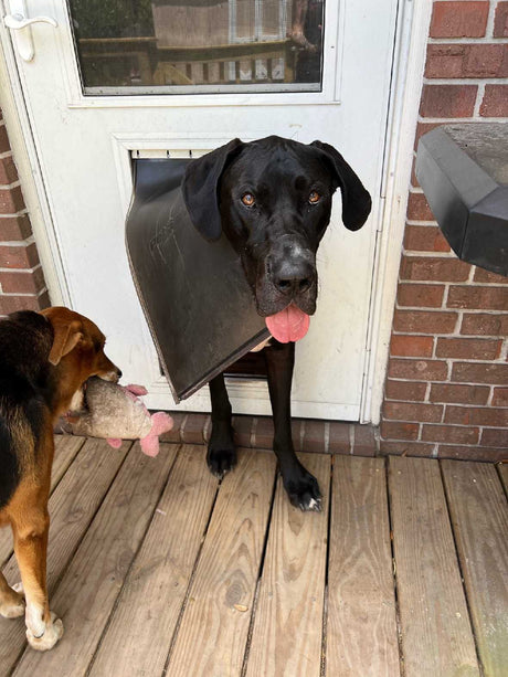 A black Great Dane exits a dog door while another dog with a toy waits.