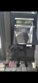 A black dog is walking through a pet door.