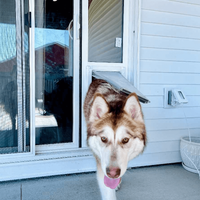 Perfect pet doors online