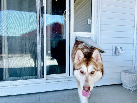 A husky dog is walking through a pet door.