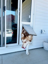 A brown and white husky dog walks through a dog door in a sliding glass door.