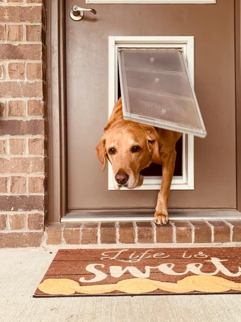 A golden labrador dog is halfway through a dog door on a brown door with a brick exterior, above a mat that says "Life is Sweet".