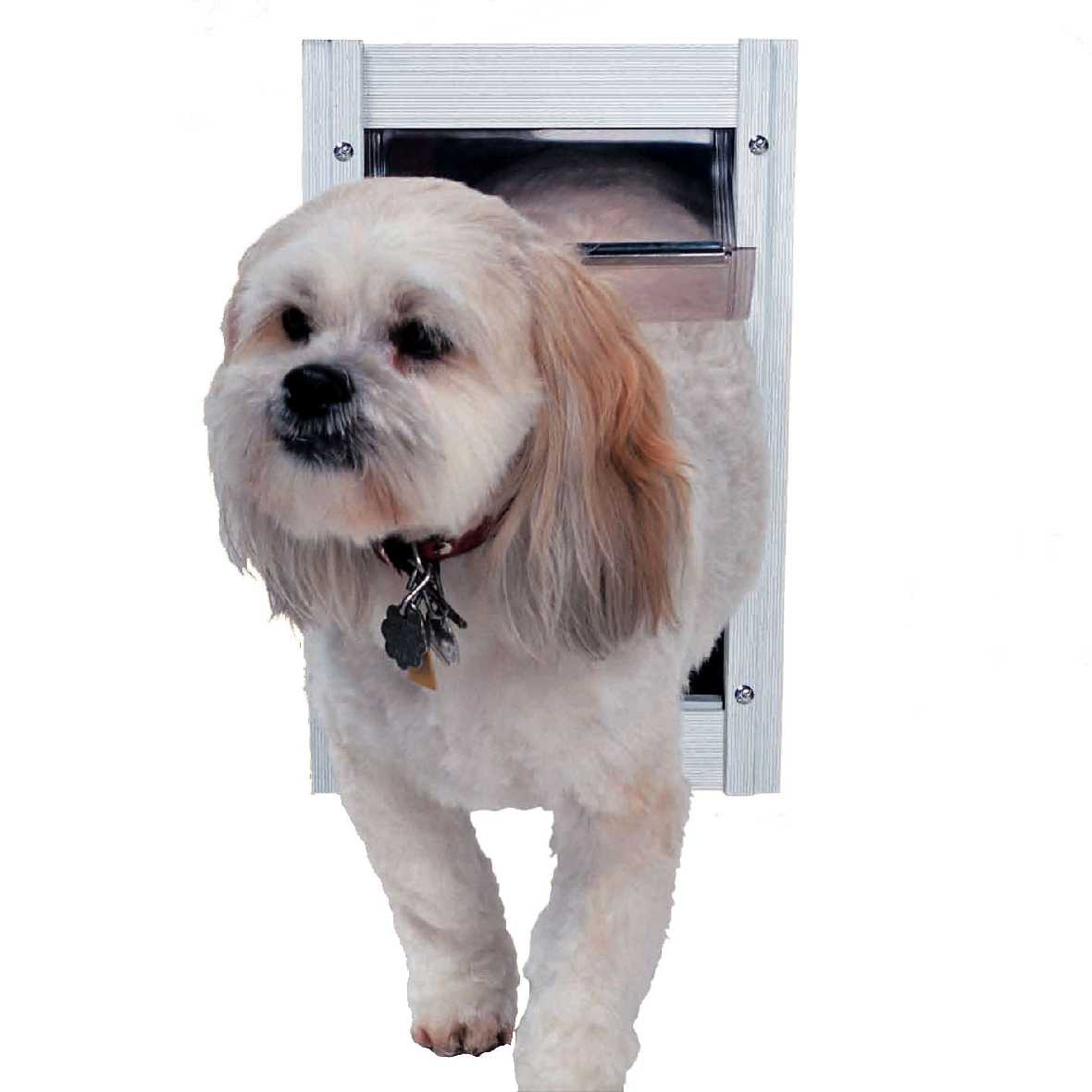A small dog is coming through a dog door.