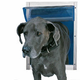A grey Great Dane dog wearing a collar walks through a dog door.