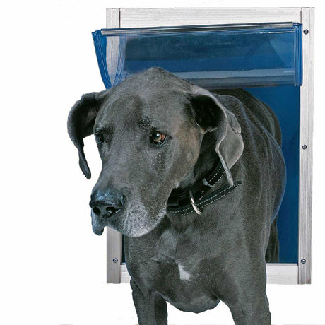 A grey Great Dane dog wearing a collar walks through a dog door.