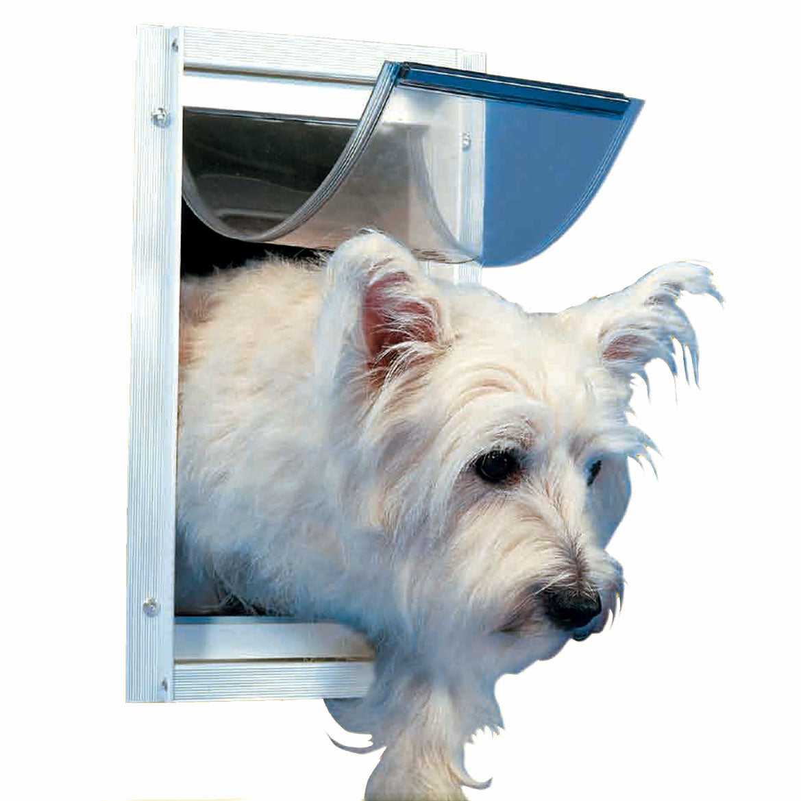 A white West Highland Terrier dog peering through a pet door.