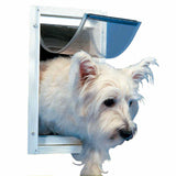 A white West Highland Terrier dog peering through a pet door.