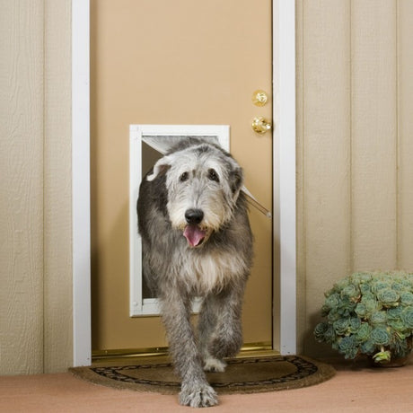 A large, gray, shaggy dog walks through a dog door.