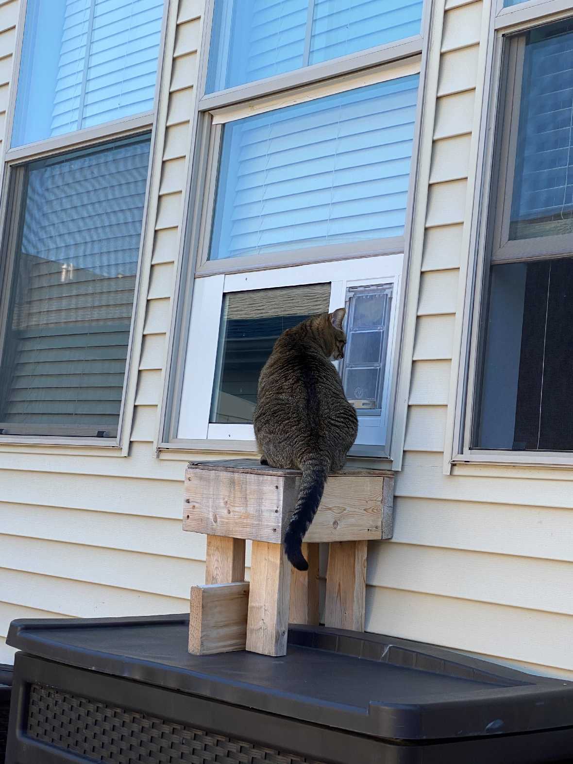 A tabby cat sits on a wooden platform in front of a cat door in a window.
