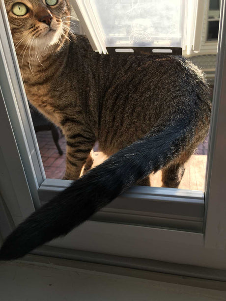 A tabby cat halfway through a cat door.