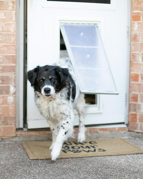 A black and white dog is walking through a dog door onto a doormat that reads "Wipe Your Paws."
