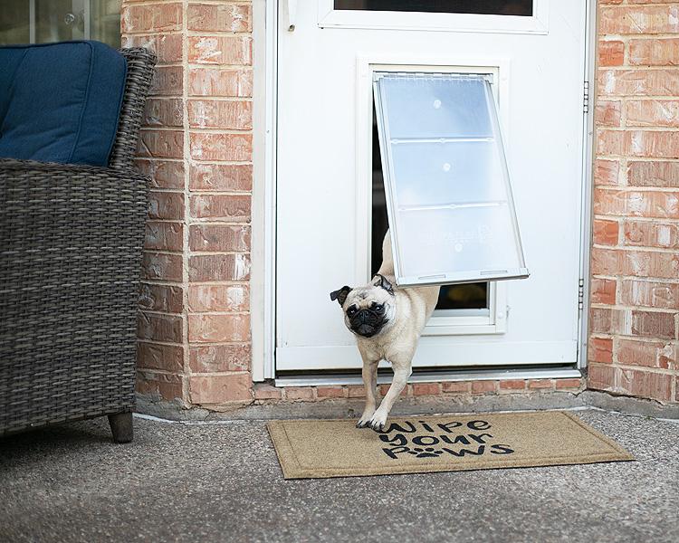 A pug walks through a pet door with a doormat that reads "Wipe your paws" in front of it.