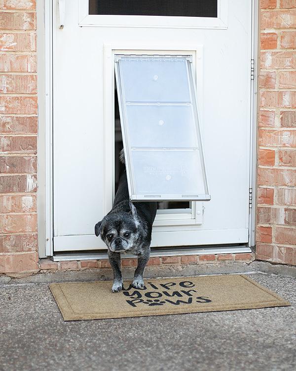 A small, gray dog exits a white door through a pet door onto a "Wipe Your Paws" doormat.