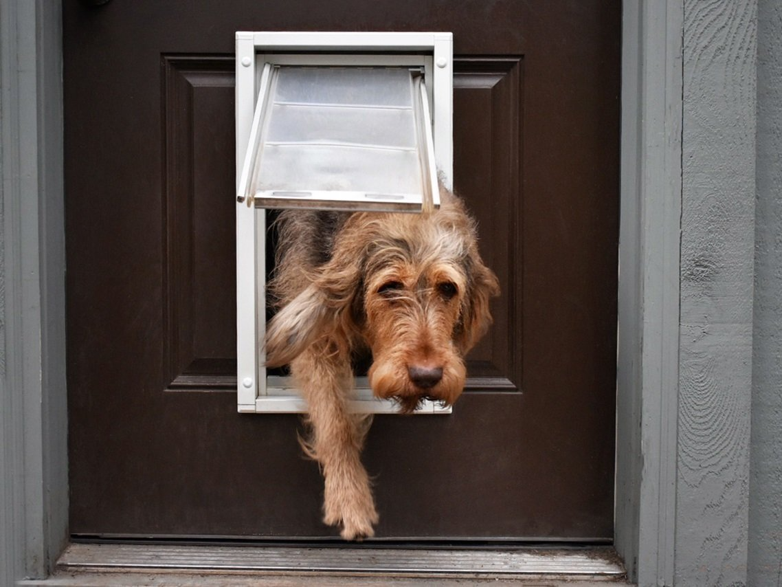 A brown dog is halfway through a white-framed pet door.