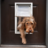 dog using the endura flap dog door for doors 