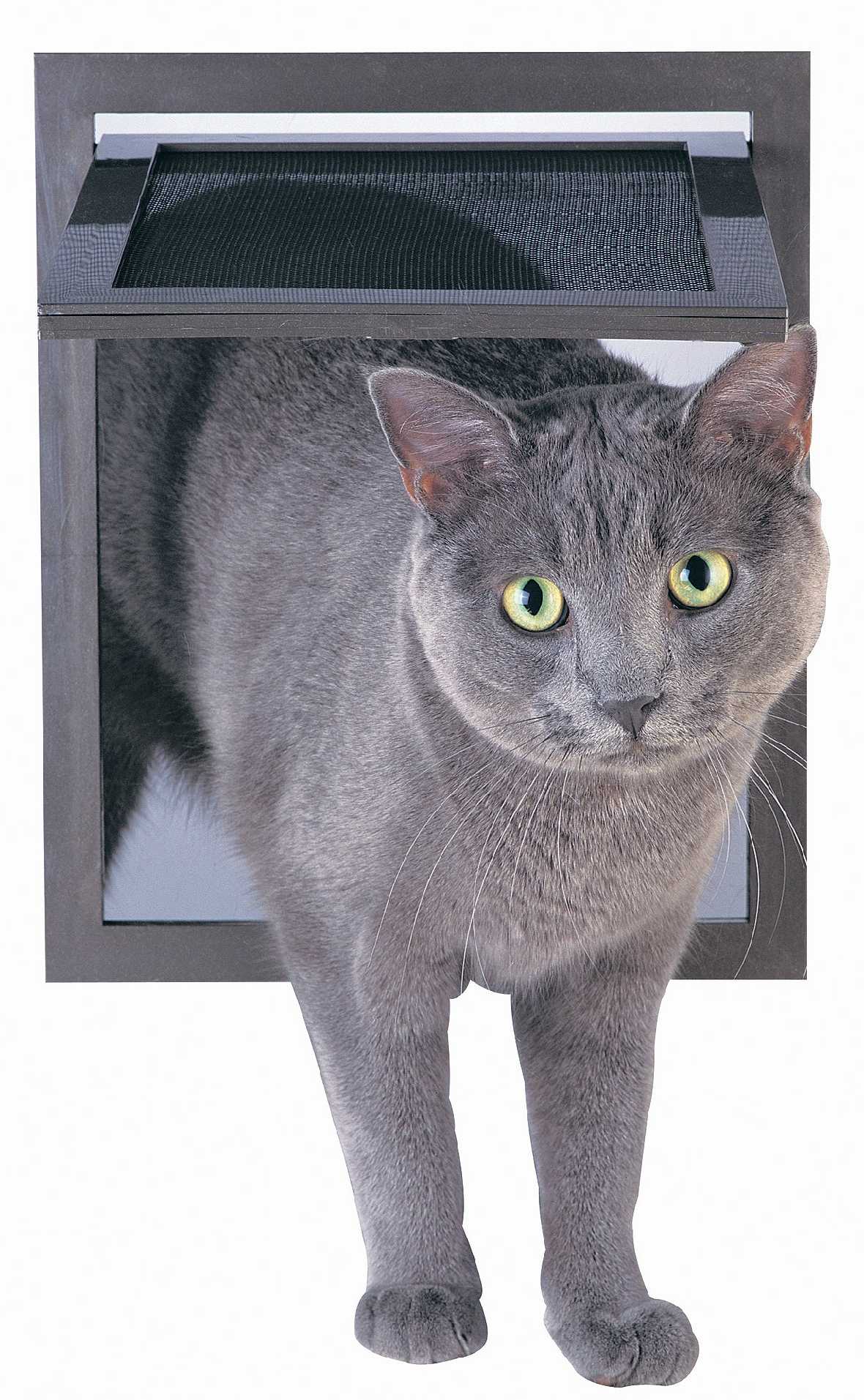 A gray cat with green eyes stands in a gray framed cat door with a mesh flap.