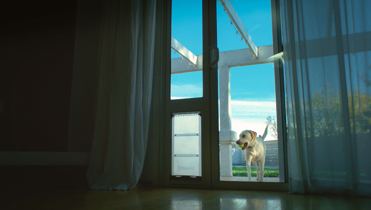 A dog stands in a doorway with a pet door, viewed from inside a room.