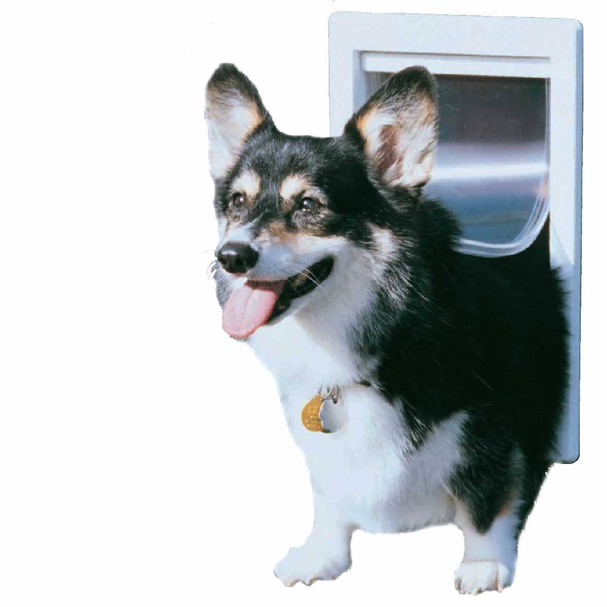 A tri-color corgi dog passes through a white-framed dog door.