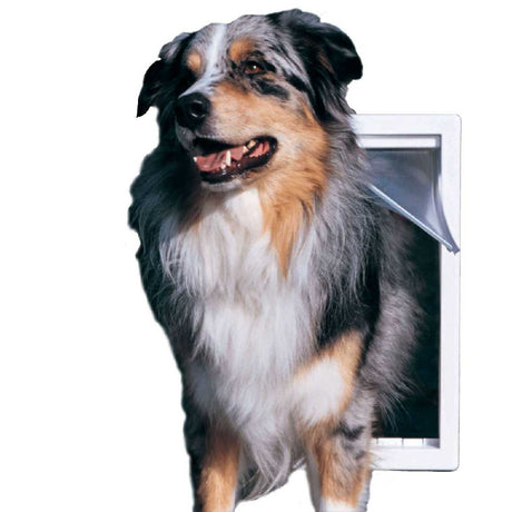 An Australian Shepherd dog is coming through a dog door.