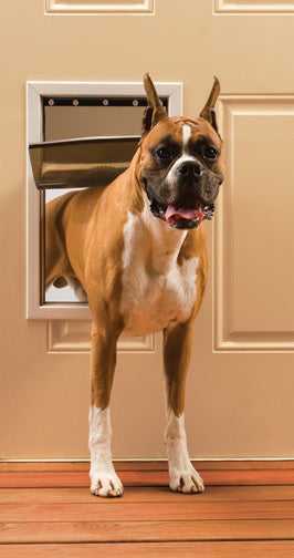 A boxer dog is going through a metal-flapped dog door in a regular door.
