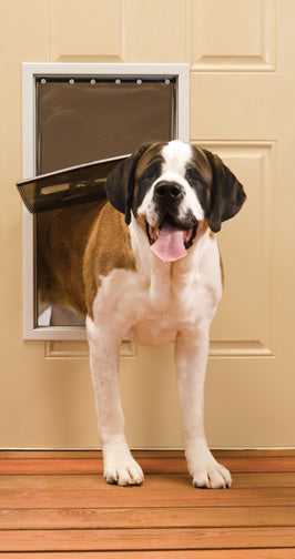 A Saint Bernard dog is partially through a dog door in a paneled door.