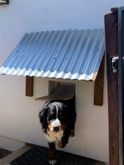 A Bernese Mountain Dog steps through a dog door in a white stucco wall.
